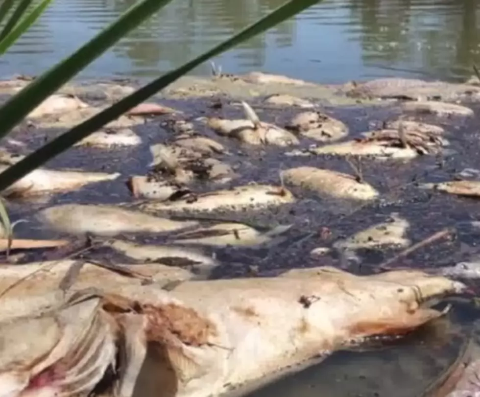 As Temps Soar, Even Louisiana Fish Could Be At Risk