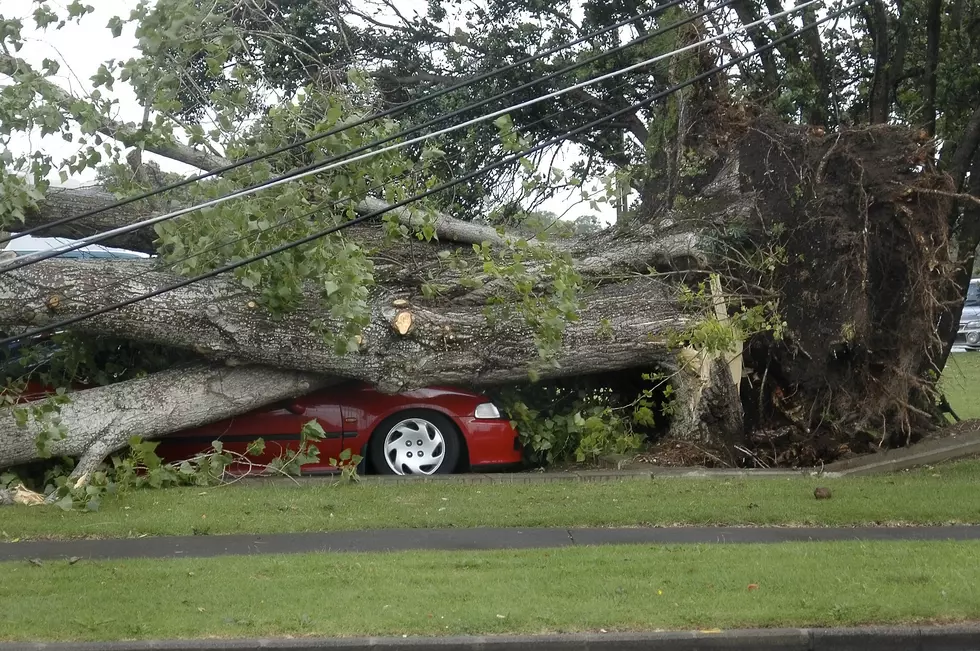 Car Crushed by Tree