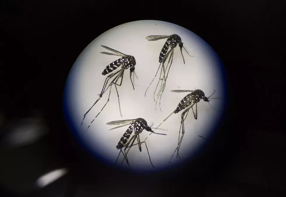 A Natural Mosquito Repellent That Really Works!