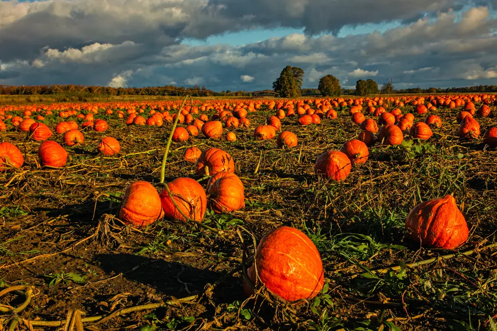 11 Unique Uses for Those Pumpkins You’re About to Buy