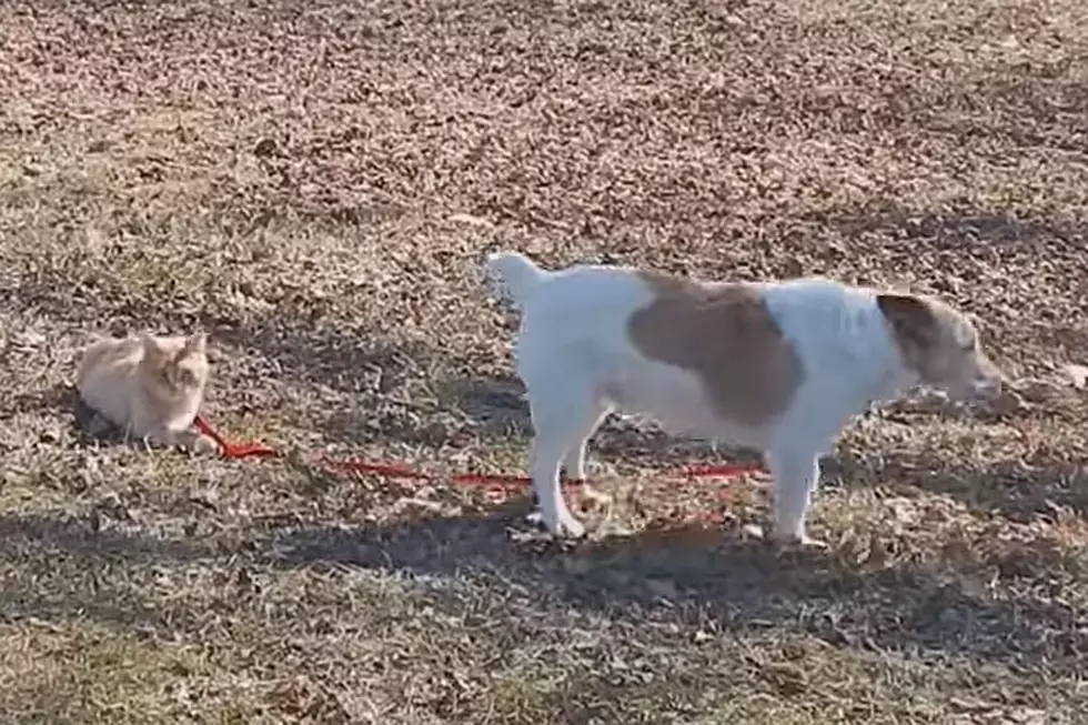 Meddlesome Cat Refuses to Surrender Dog’s Leash